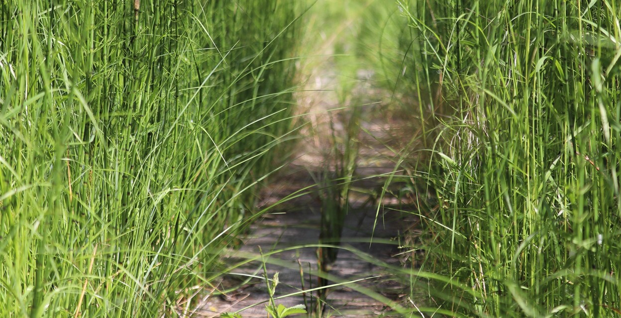 Kom och vandra i sällskap! 